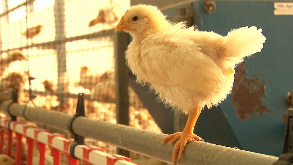 Nominatie innovatieprijs Vlees - Haantje de Coq