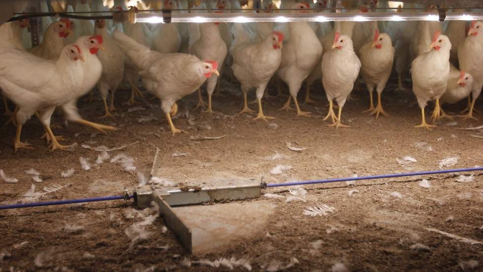 Onder het systeem bevinden zich mestschrapers. Wanneer er teveel mest onder het systeem ligt, schrapen ze een gedeelte van de mest weg. „Als er maar 4 of 5 centimeter mest onder het systeem ligt, gaan de hennen ook geen grondeieren leggen en dat scheelt o