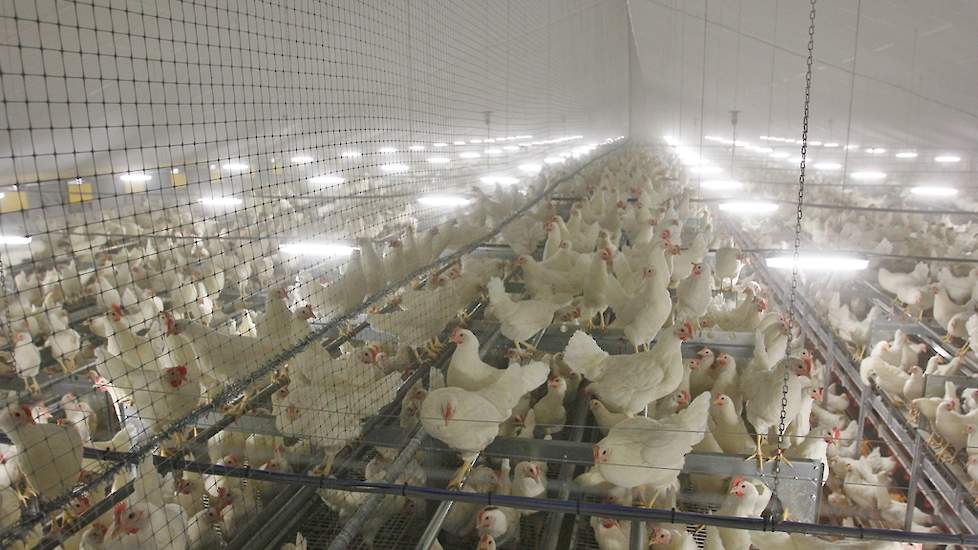 Een bovenaanzicht van de nieuwe stal. Loomans hield tot 2004 vleeskuikenouderdieren. Omdat hij de broedeieren vanwege de vogelpestperiode in 2003 niet kon leveren en zelf alle risico droeg, schakelde de Brabander in 2004 over naar leghennen in traditionel