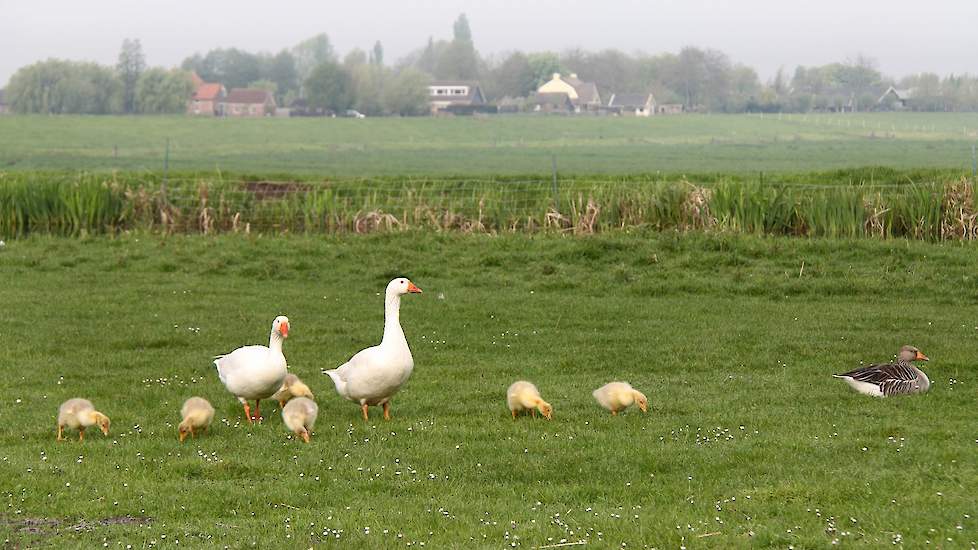 NIOO: Conclusie vogelgriep via trekvogels voorbarig