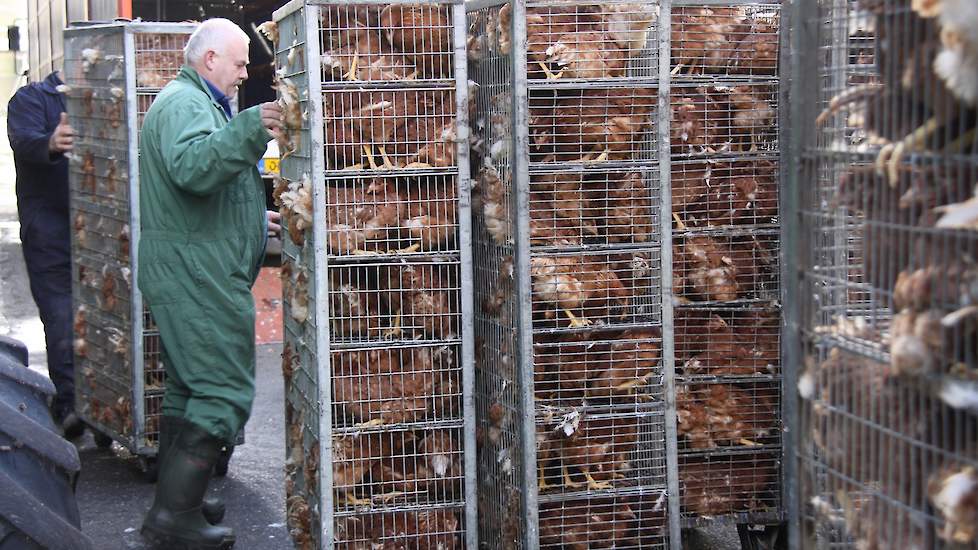 Medewerkers rijden de rolcontainers met kippen uit de vrachtwagen.