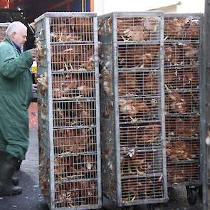 Medewerkers rijden de rolcontainers met kippen uit de vrachtwagen.