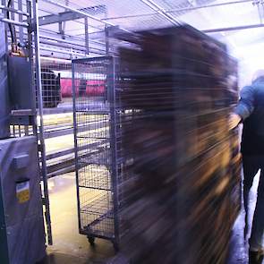 Eenmaal op de verdieping rijden medewerkers de kippen naar achter in de stal.