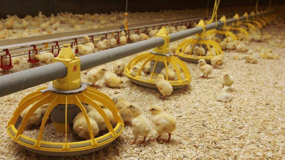 Het toepassen van snijmaissilage als strooisel geeft een ammoniakreductie van ongeveer 40 procent ten opzichte van houtkrullen, zeggen de onderzoekers.