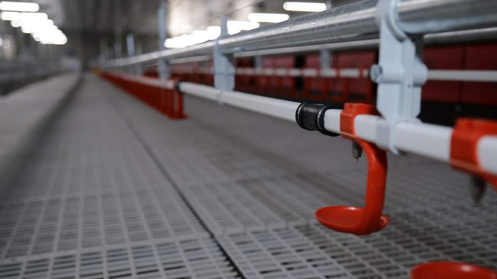 De vermeerderaars kozen voor een dubbele drinknippellijn aan iedere zijde van het legnest. Om de zoveel meter zit een stuk dichte buis, zodat de hennen ongehinderd tussen de drinkende dieren door naar het legnest lopen. Het water gaat tegelijk met het vo