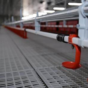 De vermeerderaars kozen voor een dubbele drinknippellijn aan iedere zijde van het legnest. Om de zoveel meter zit een stuk dichte buis, zodat de hennen ongehinderd tussen de drinkende dieren door naar het legnest lopen. Het water gaat tegelijk met het vo