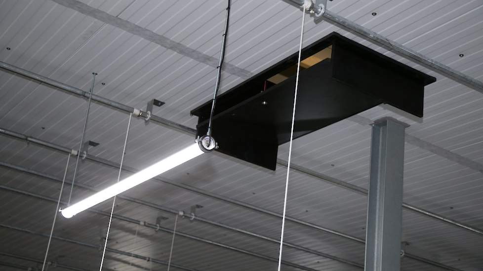 Van Haeren koos voor zogenaamde multicolor LED verlichting. „Tijdens het laden van de kippen, kunnen we voor blauw licht kiezen.” De pluimveehouders kunnen ook voor een andere kleur kiezen als dit in de toekomst nodig is, wanneer snavelbehandelen verboden