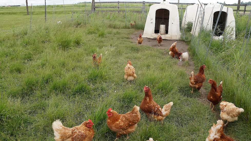 “Klanten vinden het leuk om op een farm te komen. Wij zijn in 2013 gestart met leghennen. De eieren verkopen we in onze winkel. We hebben zelfs een tekort. De kippen lopen buiten. Kalverboxen dienen als nacht- en voerhok. “Mijn pluimveekennis van de HAS w