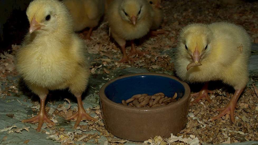 ForFarmers is deze week samen met de vakgroep Entomologie van Wageningen Universiteit een proef gestart waarbij levende insecten als eiwitbron worden bijgevoerd aan vleeskuikens.