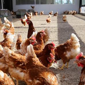 Aanstaande vrijdag 18 september vanaf 13.00 tot 17.00 uur is de open dag bij VOF Pluimveehouderij Beek aan de Donkervoorterweg 11A, 3771 RR in Barneveld. Lees het ondernemersverhaal van René Beek zaterdag 19 september in Vee & Gewas en binnenkort in Stal