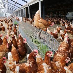 In de uitloop staan ook meerdere bakken waarin gras of brandnetels groeien. „De hennen pikken graag naar de grassprieten of brandnetelbladeren”, zegt hij. De bakken maakte hij zelf. „De hennen kunnen alleen te makkelijk bovenop het gaas zitten en poepen z