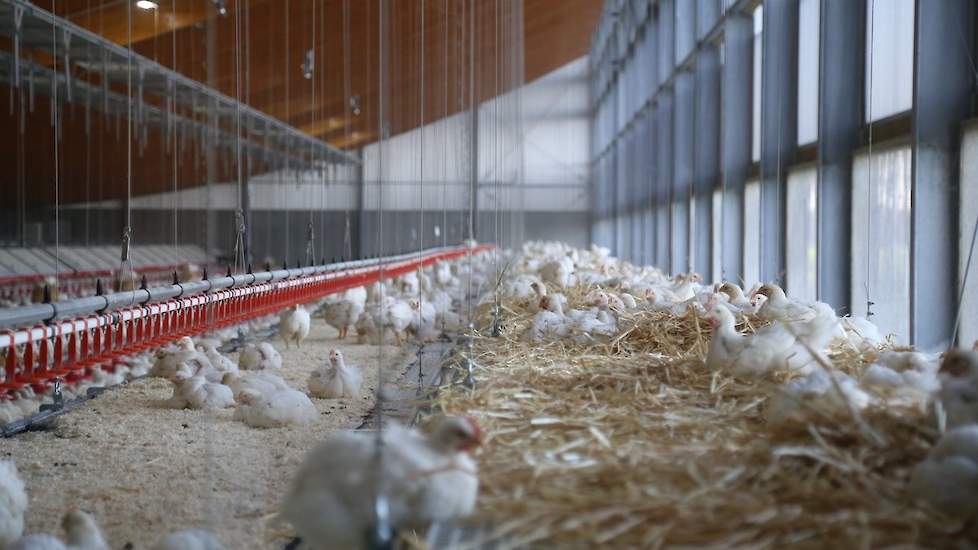 In de stal hangen meerdere rijen oplierbare zitplateaus die extra ruimte bieden aan de kuikens. Enkele zijn voorzien van een drinklijn „De kuikens gaan vooral later in de ronde op de zitroosters zitten om te rusten”, verwacht Nijkamp. Hij werkt in zijn an