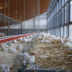 In de stal hangen meerdere rijen oplierbare zitplateaus die extra ruimte bieden aan de kuikens. Enkele zijn voorzien van een drinklijn „De kuikens gaan vooral later in de ronde op de zitroosters zitten om te rusten”, verwacht Nijkamp. Hij werkt in zijn an