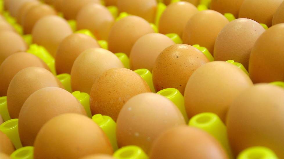 Actuator oneerlijk vrek Marge op eieren ruim verdubbeld | Pluimveeweb.nl - Nieuws voor  pluimveehouders