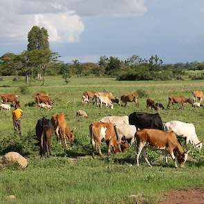 Op 'plots' die nog niet zijn verkocht, graast vee. De mest van de koeien wordt gebruikt op het land, maar is ook zeer welkom voor het bouwen van woningen.