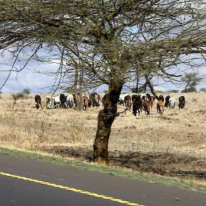 Massai-mannen en -jongens in Noord-Oost Tanzania hoeden kuddes vee tot wel 200 stuks, gewapend met een stok. Voorheen jaagden zij met een speer op leeuwen.