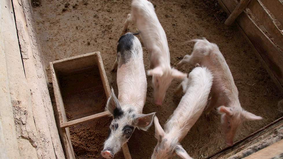 De eerste maanden zitten de zeugen en beren bij elkaar, zegt de varkenshouder die per brommer slechts één keer in de week de dieren bezoekt.