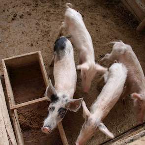 De eerste maanden zitten de zeugen en beren bij elkaar, zegt de varkenshouder die per brommer slechts één keer in de week de dieren bezoekt.