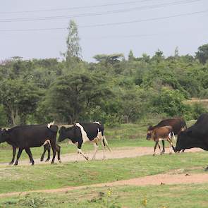 Ook in Tanzania wordt overduidelijk geëxperimenteerd met verschillende rassen rundvee. In de ene streek meer dan in de andere.