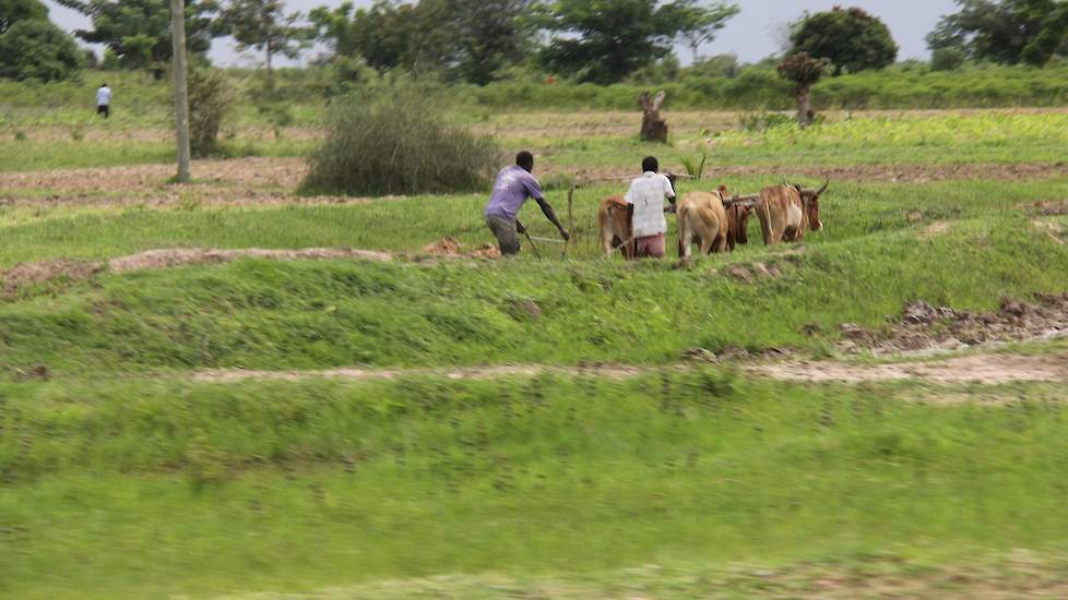 En de boer, hij ploegde voort. Ook in Tanzania, waar zowat iedereen boer is.