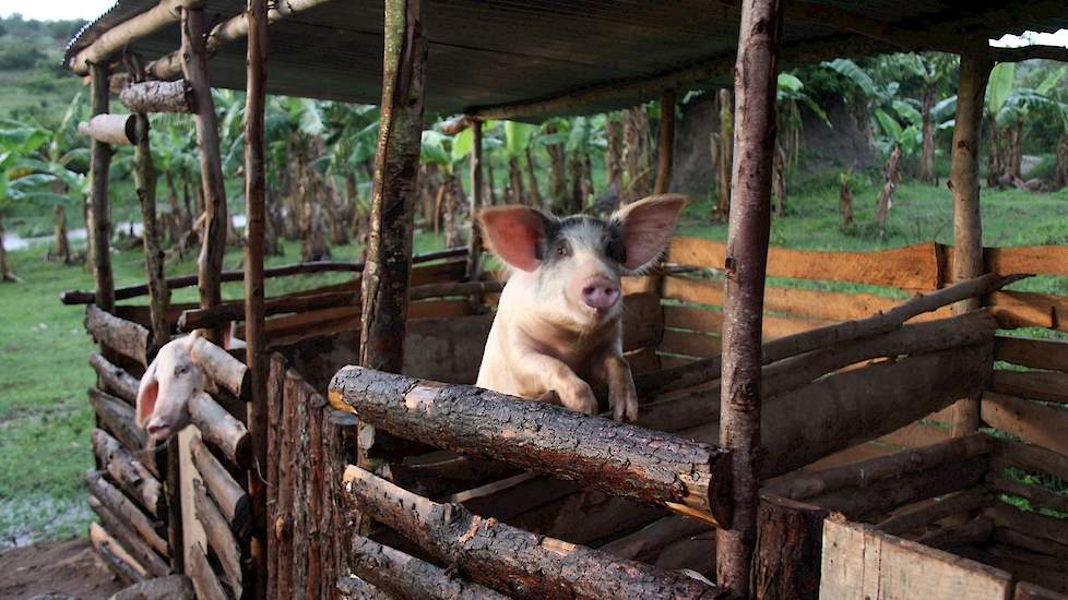 Erg veel varkens worden er in Tanzania niet gehouden, ze scharrelen niet omdat ze anders de gewassen zouden opvreten.