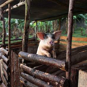 Erg veel varkens worden er in Tanzania niet gehouden, ze scharrelen niet omdat ze anders de gewassen zouden opvreten.