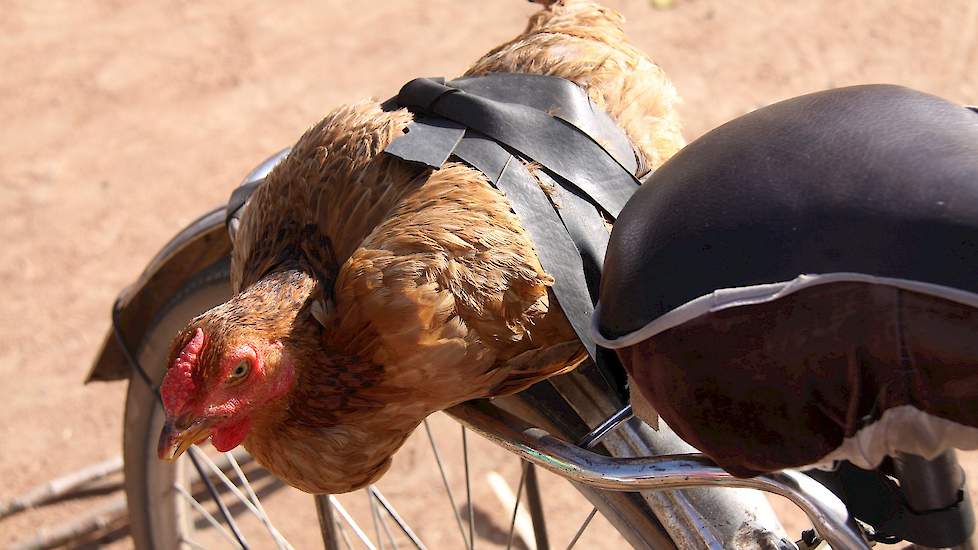 Zonder transport staat alles stil. Afrikanen maken zich nog nauwelijks zorgen over het welzijn van de te slachten dieren.