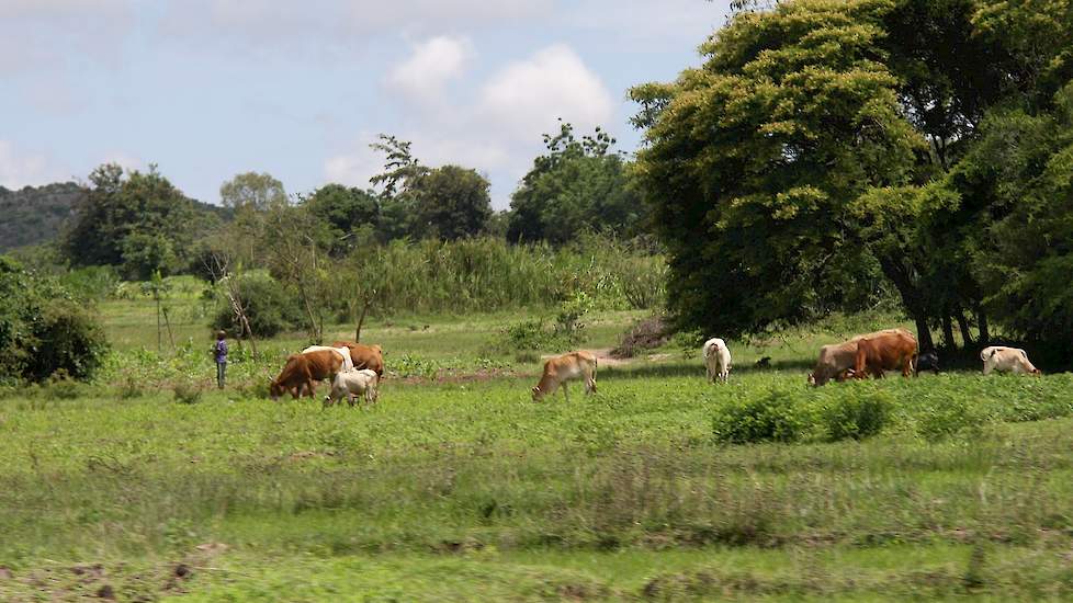 Omdat vrijwel iedereen zelfvoorzienend is, benut de Tanzaniaan elke meter van zijn terrein voor het telen van een gewas.