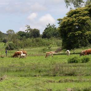 Omdat vrijwel iedereen zelfvoorzienend is, benut de Tanzaniaan elke meter van zijn terrein voor het telen van een gewas.