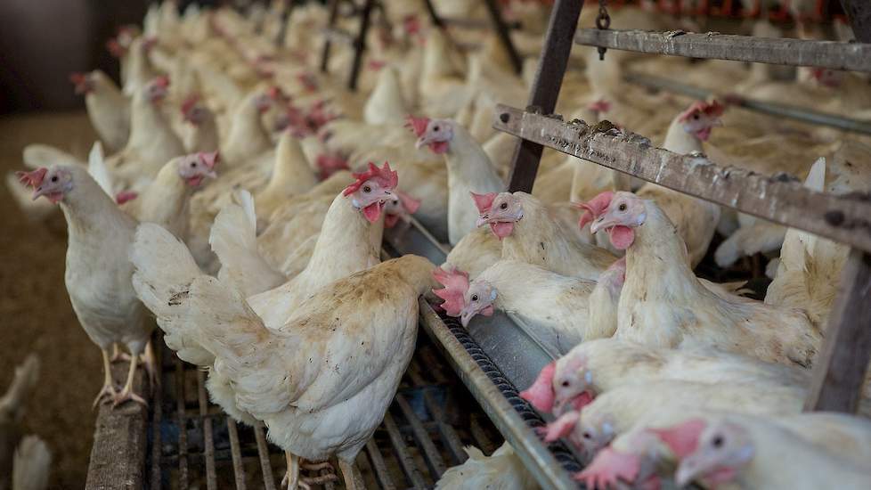 De hennen vinden het voer dat voor 20 procent uit levende insectenlarven bestaat lekker. „Elke keer als ze een voerbeurt krijgen, vliegen ze erop af", zegt Léon Jansen.