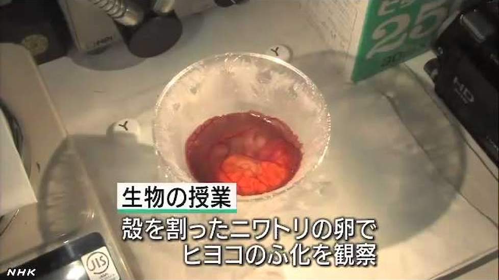 殻を割った卵の中身から 孵化させる実験に成功
