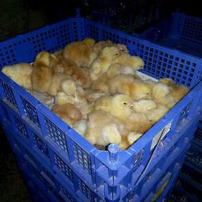Na uitkomst doet Wim de Home Broiler  (HB) kuikens in blauwe kistjes. Alles wordt nauwkeurig geselecteerd en bijgehouden, ook het tellen van de dieren. „Alles draait om de juiste percentages”, vertelt Wim.