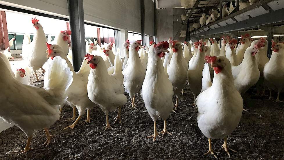 Kwetters houdt witte hennen in beide stallen.