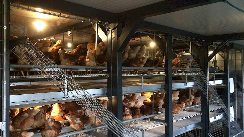 Zuidema en Sieljes houden zaterdag 13 mei van 11.00 tot 16.00 uur een open dag op hun pluimveebedrijf aan de Schuineslootweg 142i, 7777 ST in Schuinesloot (Ov.).