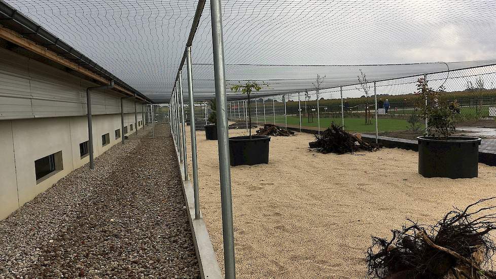 Langs beide zijden van de stal zit een uitloop van 10 meter breed, de zogeheten buitentuin. Op de eerste paar meter, pal naast de stal, ligt grint zodat de hennen hun poten schoon kunnen lopen op het grint en zo min mogelijk vuil mee in de stal nemen. De