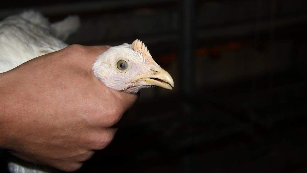 Het opfokken van kippen met onbehandelde snavels vindt Lander een mooie uitdaging. „De start is gemakkelijker. Je moet nog alerter zijn op het gedrag. Bij witte kippen valt bloed snel op, bij bruine minder,” licht de opfokker toe. Bij de opfok voor Nederl