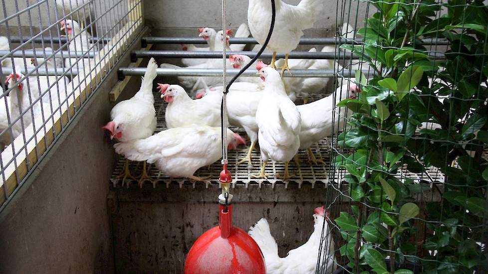 Tijdens de proeven kwam het team erachter dat verlichting van belang is voor de samenstelling van het ei. „De hennen verblijven in een overdekte ruimte met lampen die zonlicht-identiek licht produceren. Daardoor zitten er meer goede voedingsstoffen in het