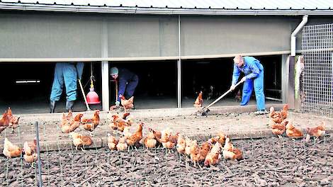 Bij pluimveehouder Jan de Koning in Lunteren maakt een groep van elf vrijwilligers zich nuttig in de wintergarten. Zij helpen de ruimtes vrij te krijgen van fipronil. Nieuwsgierige bruine kippen, plaggen, stof, bezemstelen en zweetdruppels vliegen door de