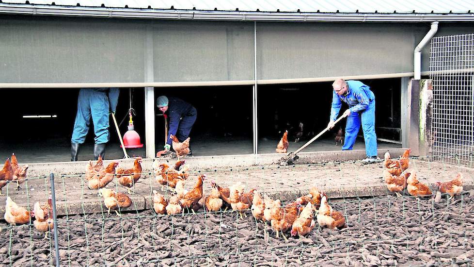 Bij pluimveehouder Jan de Koning in Lunteren maakt een groep van elf vrijwilligers zich nuttig in de wintergarten. Zij helpen de ruimtes vrij te krijgen van fipronil. Nieuwsgierige bruine kippen, plaggen, stof, bezemstelen en zweetdruppels vliegen door de