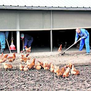 Bij pluimveehouder Jan de Koning in Lunteren maakt een groep van elf vrijwilligers zich nuttig in de wintergarten. Zij helpen de ruimtes vrij te krijgen van fipronil. Nieuwsgierige bruine kippen, plaggen, stof, bezemstelen en zweetdruppels vliegen door de