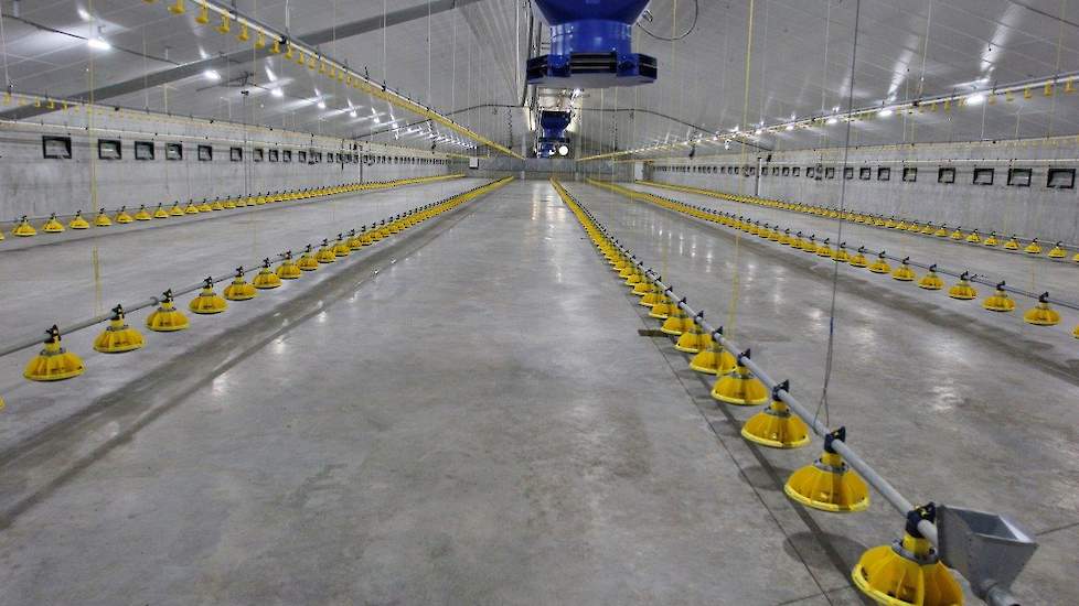 Iedere stal van 22,5 bij 90 meter (binnenwerk) biedt plaats aan 42.000 vleeskuikens. Godschalk zetten de eerste ronde 20,7 kuiken per vierkante meter op. „De eerste ronde verliep goed. Het gemiddelde eindgewicht na 41 dagen bedroeg 2,8 kilo.” De vleeskuik