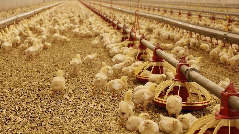 Volgens milieukundige Henny Verhoeven slaat het rapport van de Raad voor de Leefomgeving en Infrastructuur (RLI) waarin staat dat de veehouderij voor 2030 moet inkrimpen op diverse punten de plank helemaal mis.