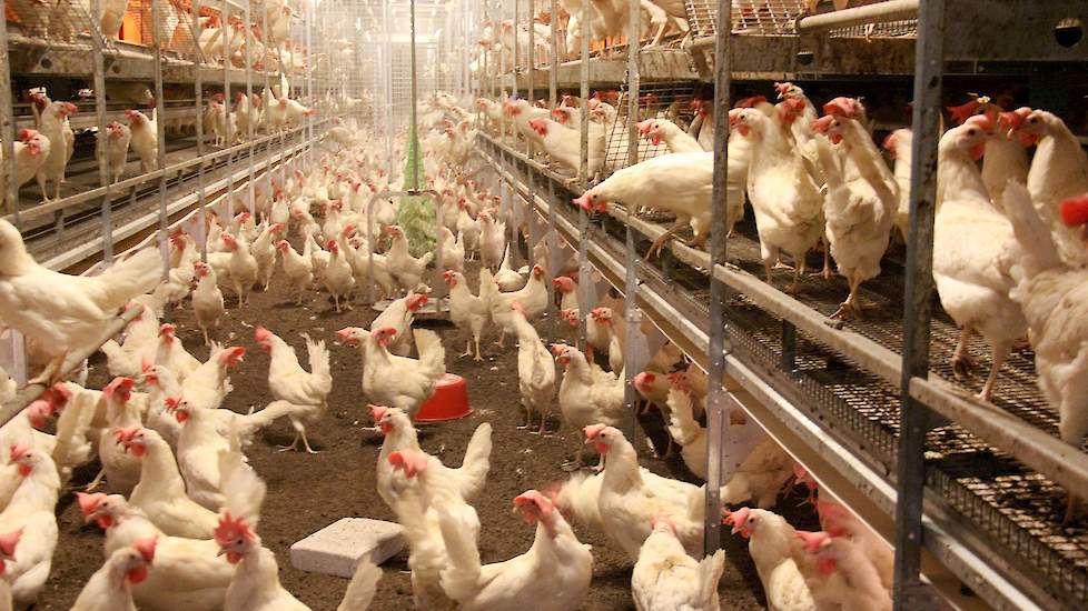 Bens werkt met één leeftijd op zijn bedrijf. „Qua diergezondheid werkt dat het prettigst. Tijdens het reinigen van de stallen kunnen we in alle stallen bloedluizen bestrijden zodat ze zich niet van een lege naar een stal met kippen kruipen.” Hij doet nog