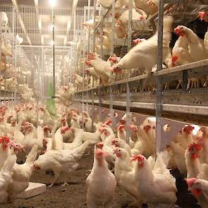 De pluimveehouder nam vorig jaar een nieuwe stal in gebruik. In alle drie stallen werkt Bens met het natura step volièresysteem van Big Dutchman. „Eén systeem in alle drie stallen werkt het prettigst”, motiveert hij.