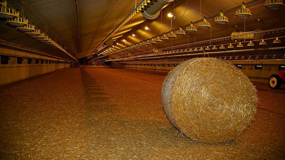 Tijdens het maken van de foto’s op donderdag 14 juni is Boertien bezig met instrooien van zijn oude stal. „We strooien onze stallen altijd met eigen stro in. De voetzoollaesies van onze GNK kuikens zijn met een gemiddelde score van 6 altijd mooi laag. Vro