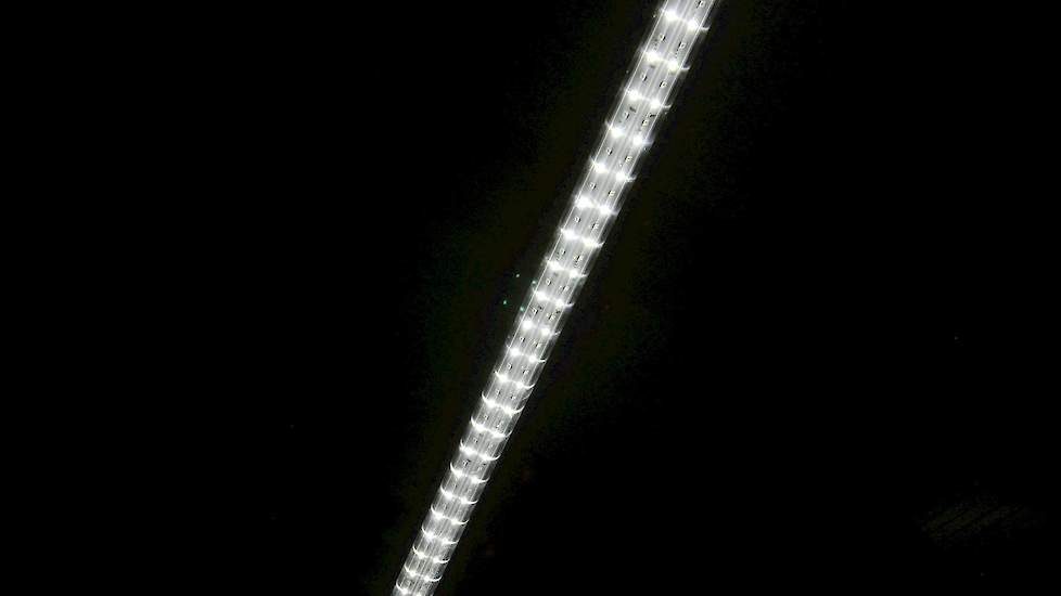 De leghennenhoudster koos voor zogeheten RGB LED verlichting. „We gaan werken met warm wit licht. Maar mocht er pikkerij ontstaan dan kan ik een klein beetje rood of groen licht door het witte licht mengen waardoor de hennen rustiger worden. En tijdens he