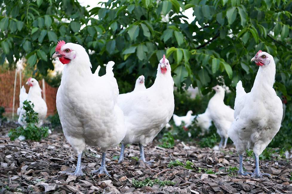 De Les Bleues zijn genoemd naar de blauwgrijze kleur van hun poten.