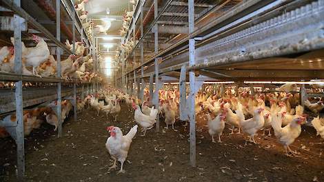 Enkele eierhandelaren vragen leghennenhouders, die eieren aan hen leveren, terughoudend te zijn met het gebruik van Exzolt tegen bloedluizen.