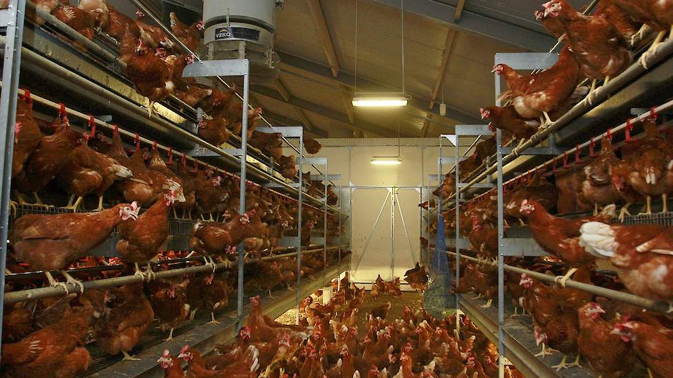 Pluimveehouders kunnen tot 28 augustus bezwaar maken tegen een te hoge overgangsheffing 2018 voor het Diergezondheidsfonds (DGF). Door fout vastgestelde dieraantallen en dierdagen valt de rekening voor het DGF voor veel pluimveehouders te hoog uit. Voora