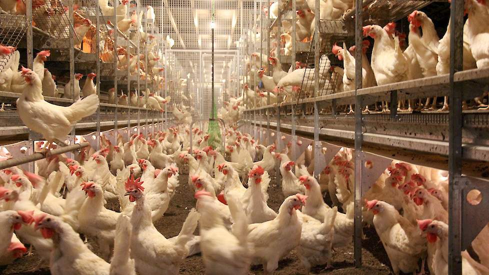 LED verlichting is een goede keuze bij nieuwbouw van leghennenstallen, stelt onderzoeker Hilko Ellen van Wageningen Livestock Research.